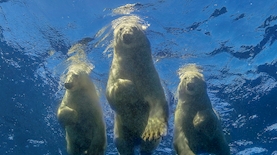 תמונה של עמוס נחום במגזין הצלילה iDive, צילום: עמוס נחום